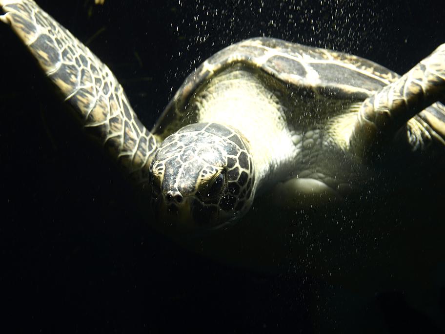 turtle (79k image)