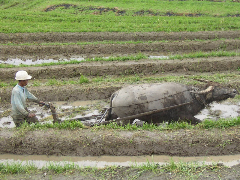 800px-Farming-on-Indonesia (185k image)