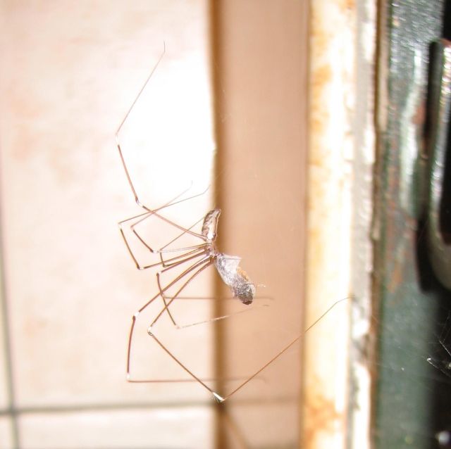 Spidera (34k image)