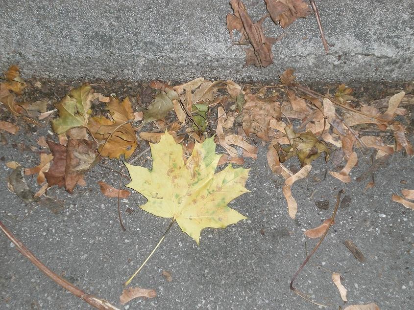 herbst2 (214k image)